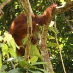 Orangutan Seberangi Jembatan Gantung, Sejarah Indonesia