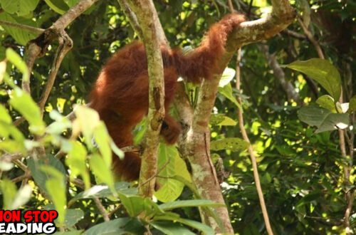 Orangutan Seberangi Jembatan Gantung, Sejarah Indonesia