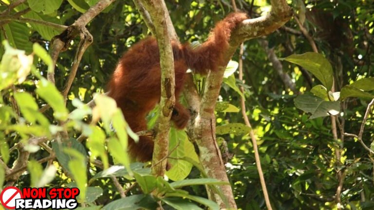 Orangutan Seberangi Jembatan Gantung, Sejarah Indonesia