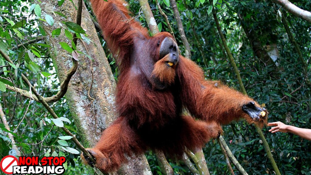 Orangutan Seberangi Jembatan Gantung, Sejarah Indonesia