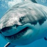 Hiu Megalodon vs Leviathan di Zaman Purba