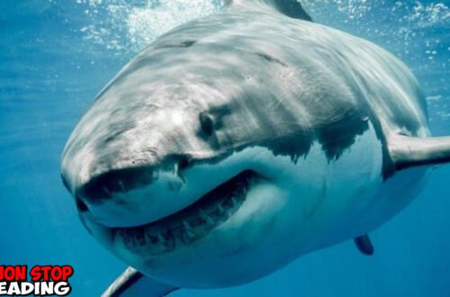 Hiu Megalodon vs Leviathan di Zaman Purba