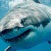 Hiu Megalodon vs Leviathan di Zaman Purba