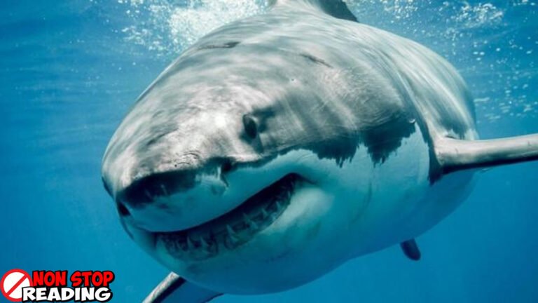 Hiu Megalodon vs Leviathan di Zaman Purba