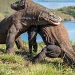 Komodo Sejarah Hingga Jadi Keajaiban Dunia