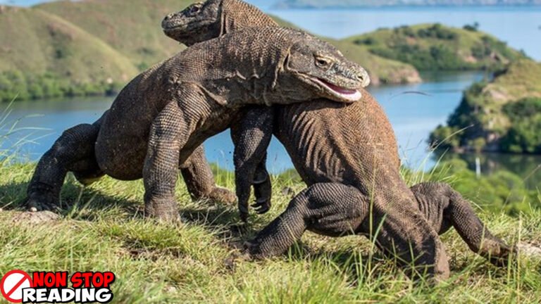 Komodo Sejarah Hingga Jadi Keajaiban Dunia