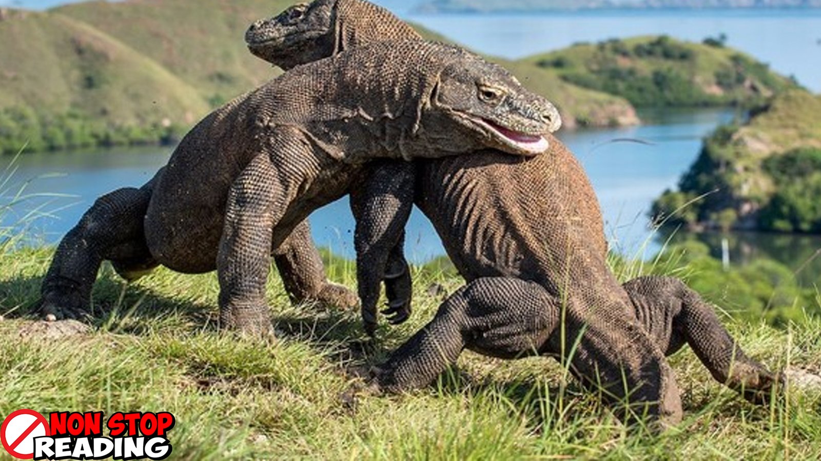 Komodo Sejarah Hingga Jadi Keajaiban Dunia